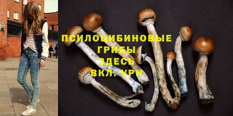 Псилоцибиновые грибы Psilocybine cubensis  Ивантеевка 